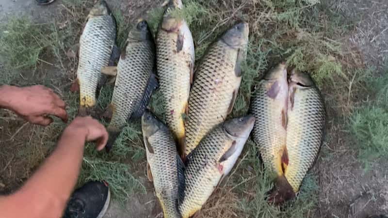 تصویر 2 از ماهی کپور صادراتی با کیفیت استاندارد و بسته‌بندی حرفه‌ای